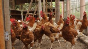 maty dezynfekcyjne do kurnika